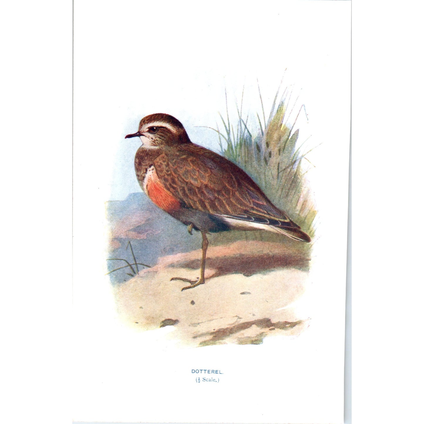 Dotterel Bird 1903 Original Color Engraving Plate Print AD8-B1