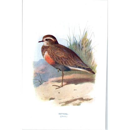 Dotterel Bird 1903 Original Color Engraving Plate Print AD8-B1