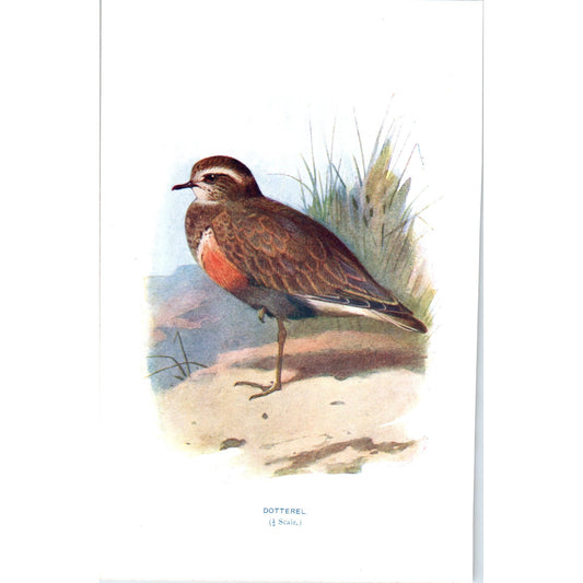 Dotterel Bird 1903 Original Color Engraving Plate Print AD8-B1