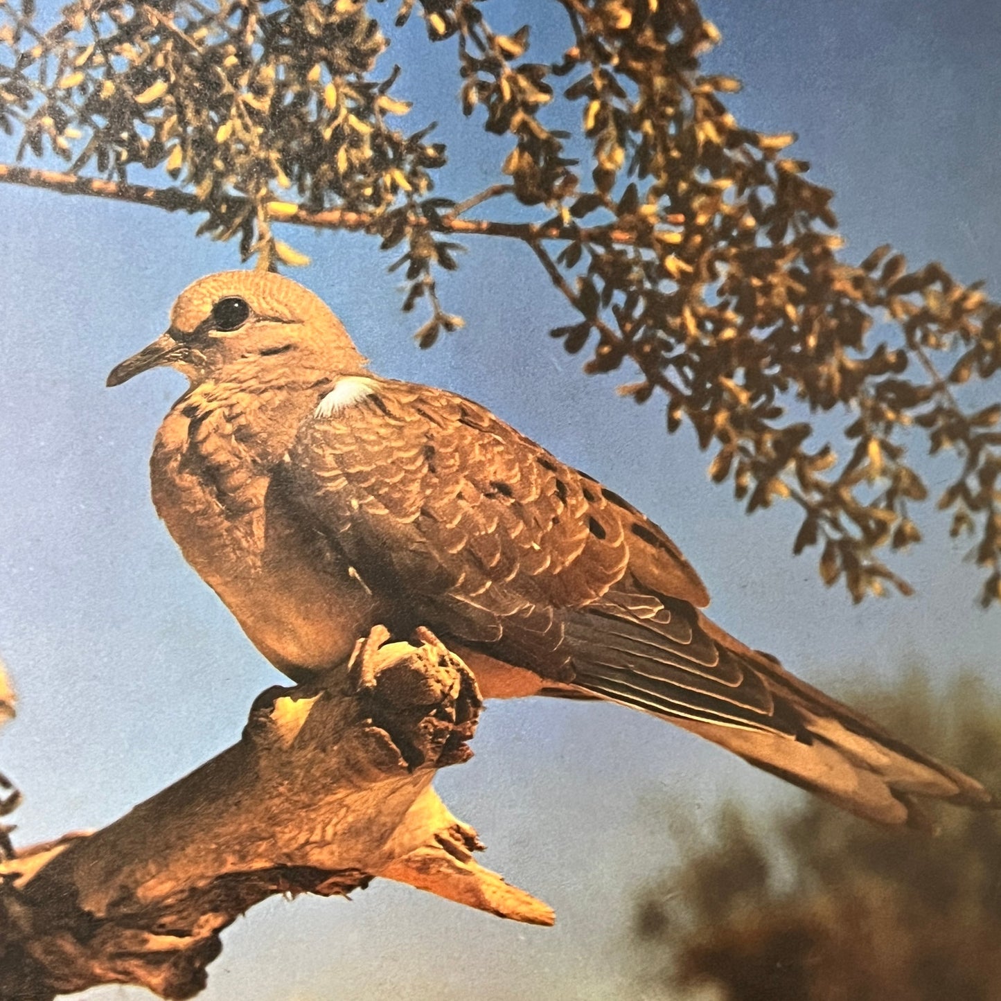 Mourning Dove in a Tree Kitsch 9x12 Vintage Print V2