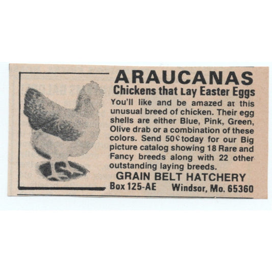 Araucanas Grain Belt Hatchery Windsor MO 1977 Ad AF6-M4
