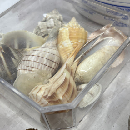 Huge Lot of Assorted Sea Shells Seashells TG7