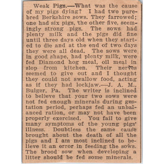 Weak Pigs Article Bulger PA 1922 Magazine Ad AF2-S9