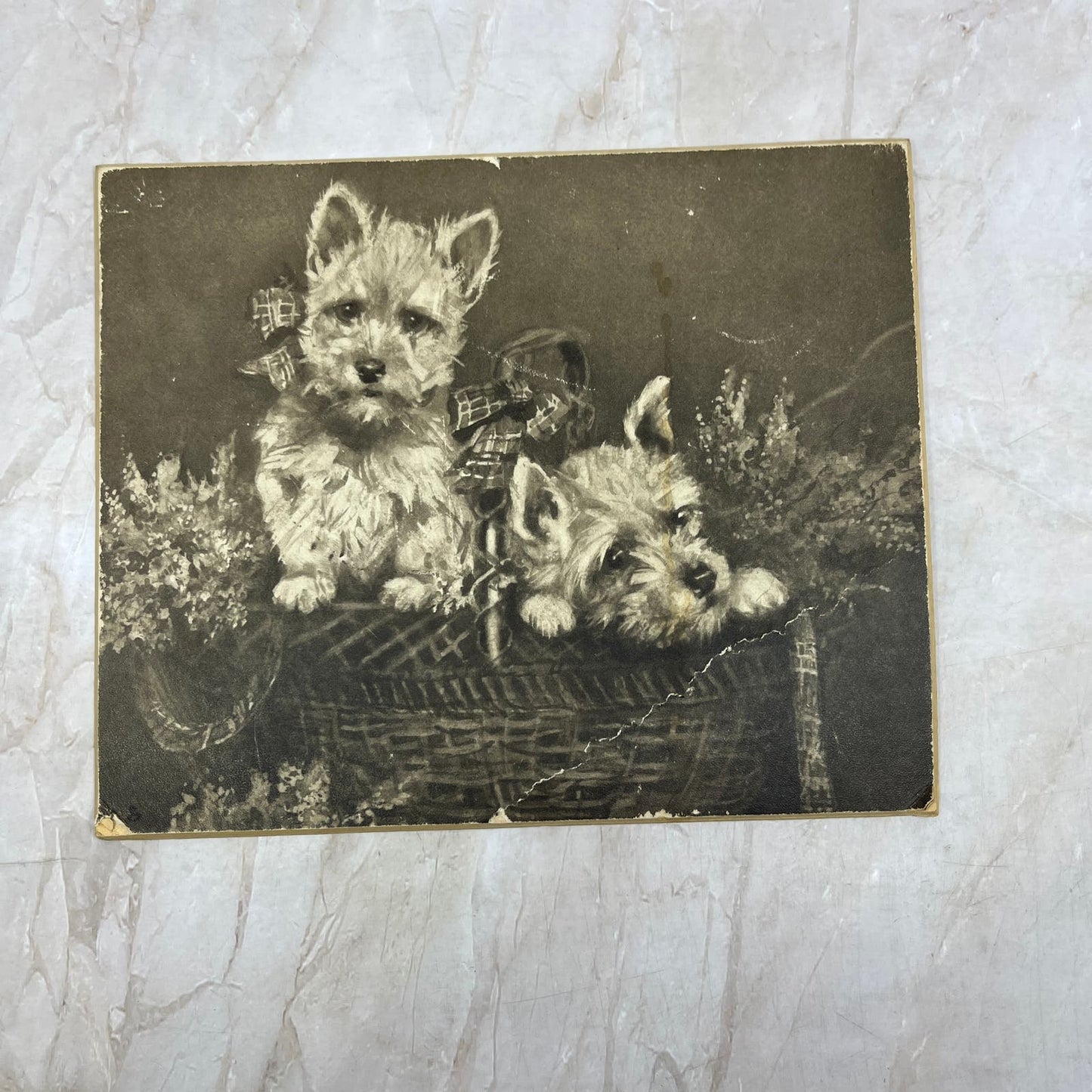 Antique Raphael Tuck Print Heather Bells Scottish Terriers 8x6.5" TI9-P4