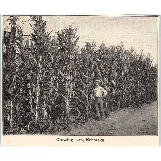 Farmer Growing Corn in Nebraska 1901 Engraving AF2-O3