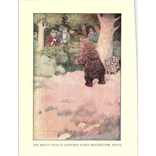 The Brown Bear is Captured While Hunting for Honey 1902 Engraving Plate AF4-H4