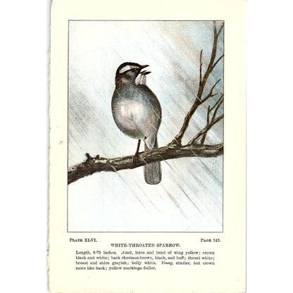White-Throated Sparrow Bird 1901 Original Engraving Plate AF3-11