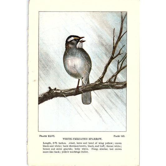 White-Throated Sparrow Bird 1901 Original Engraving Plate AF3-11