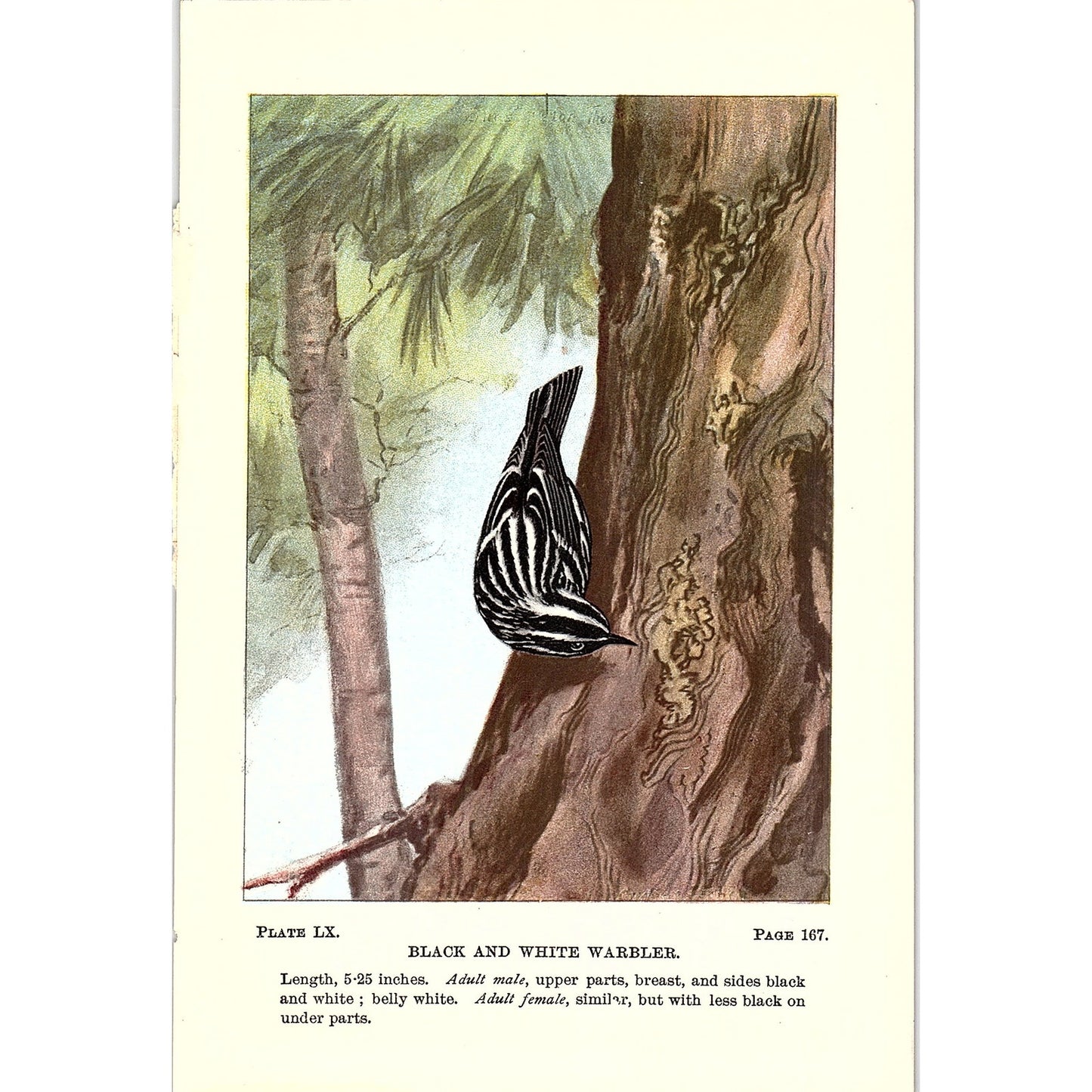 Black and White Warbler Bird 1901 Engraving Plate AF3-11