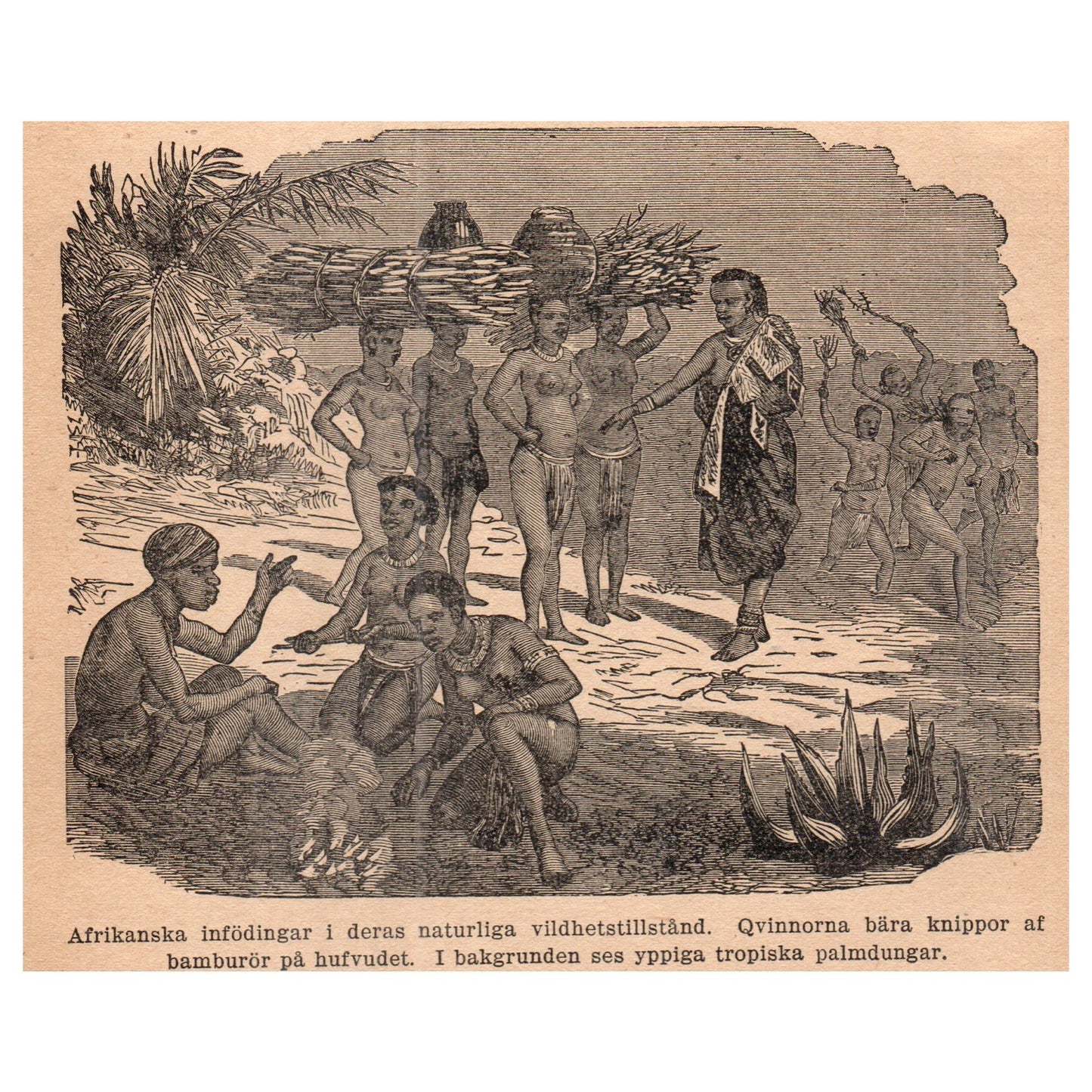 African Natives in Palm Groves 1909 Swedish Engraving Print AF5-16