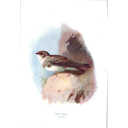 Sand Martin Bird 1903 Original Color Engraving Plate Print AD8-B7