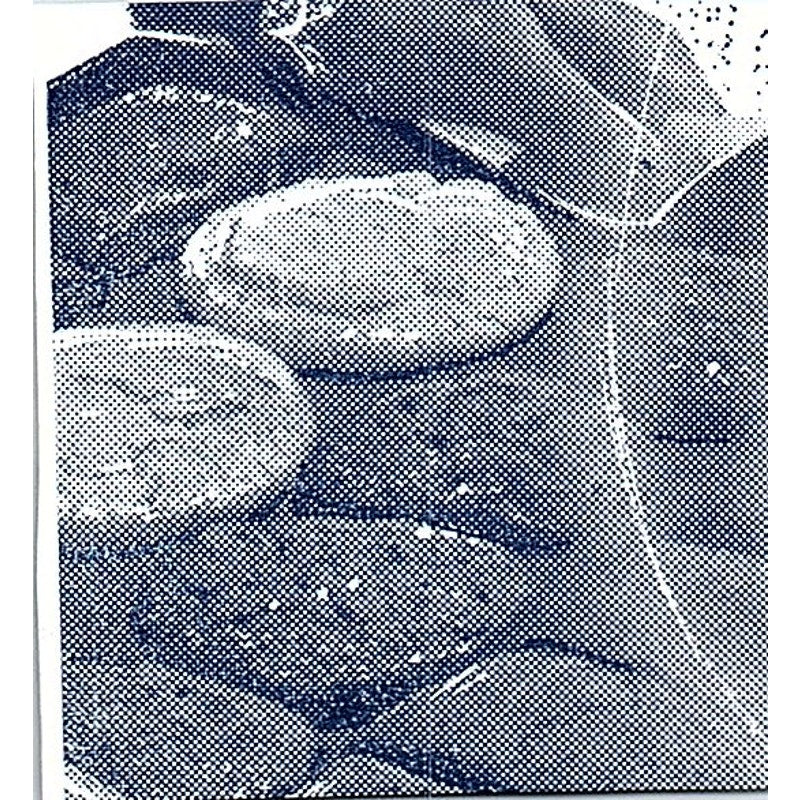 Snell Truck Lines Pierceton, Fort Wayne Indiana 1964 Ad AG1-S15