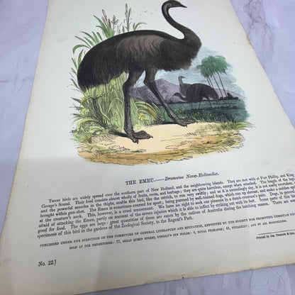 1843 The Emeu Emu Original Engraving Society for Christian Knowledge 11x15 V22