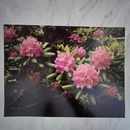 Retro Purple Rhododendron (Catawbiense) in Full Bloom 12x16" Art Print FL1