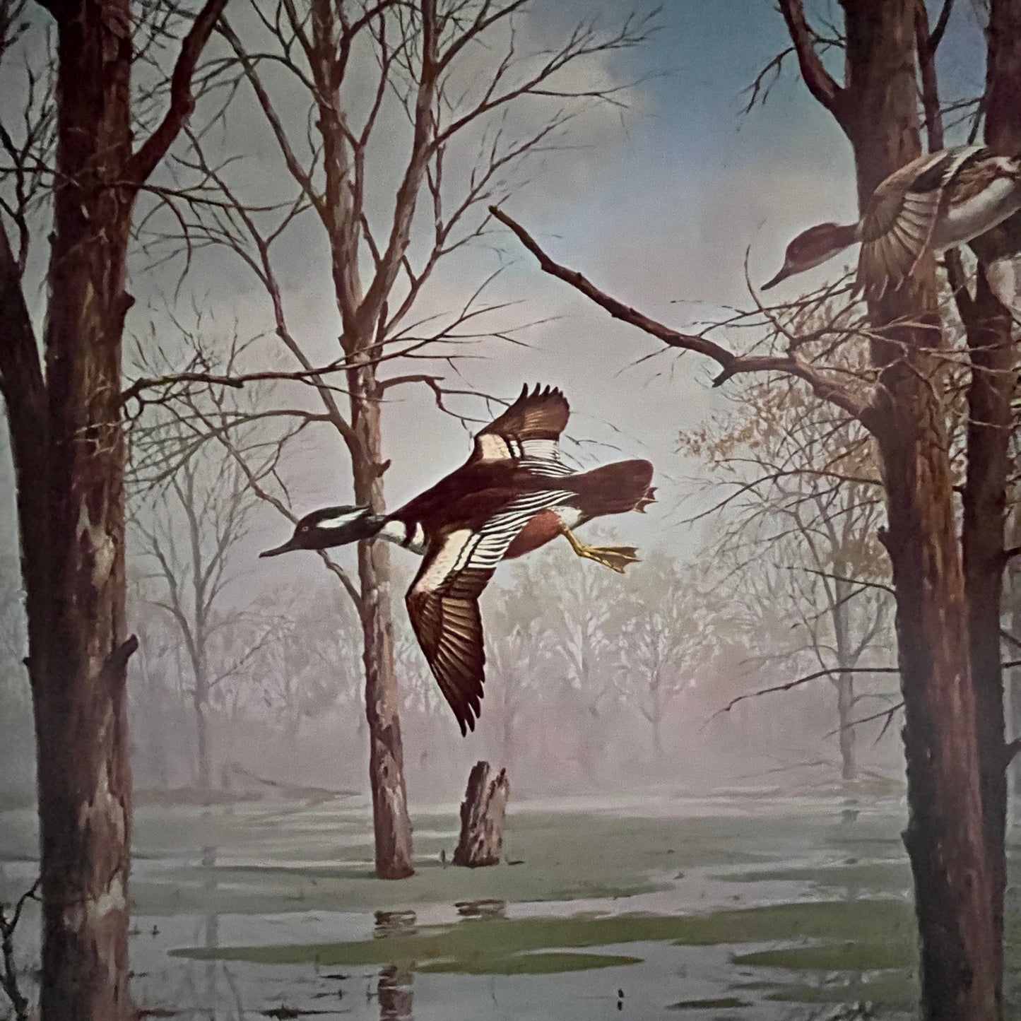 Flying Merganser Duck - Maass Lithograph 12x16" Art Print FL1