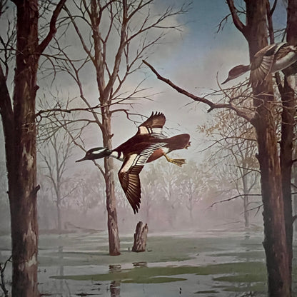 Flying Merganser Duck - Maass Lithograph 12x16" Art Print FL1