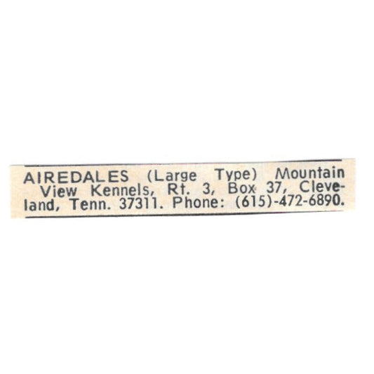 Mountainview Kennels Airedales Cleveland Tennessee 1977 Ad AF6-S5