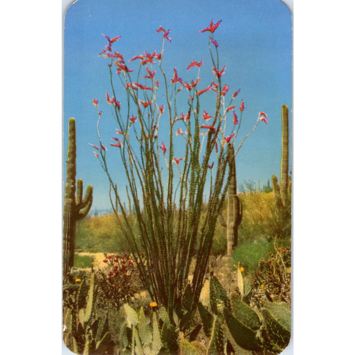 1949 Ocotillo Desert Flora Cactus Phoenix AZ Vintage Postcard PE3