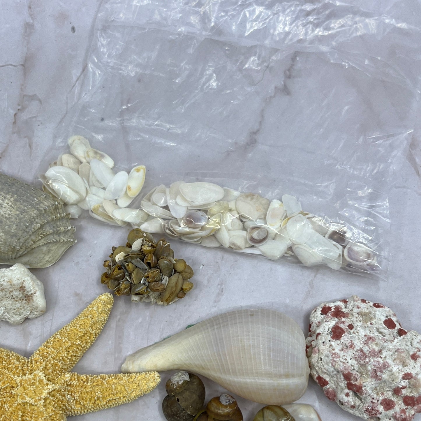 Huge Lot of Assorted Sea Shells Seashells TG7