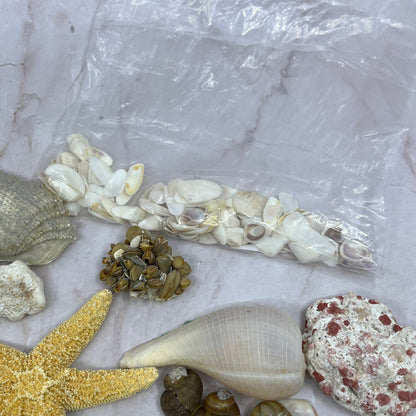 Huge Lot of Assorted Sea Shells Seashells TG7