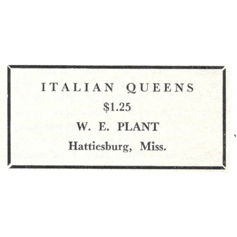 Italian Queens W.E. Plant Hattiesburg MS 1964 Magazine Ad AK6-S15