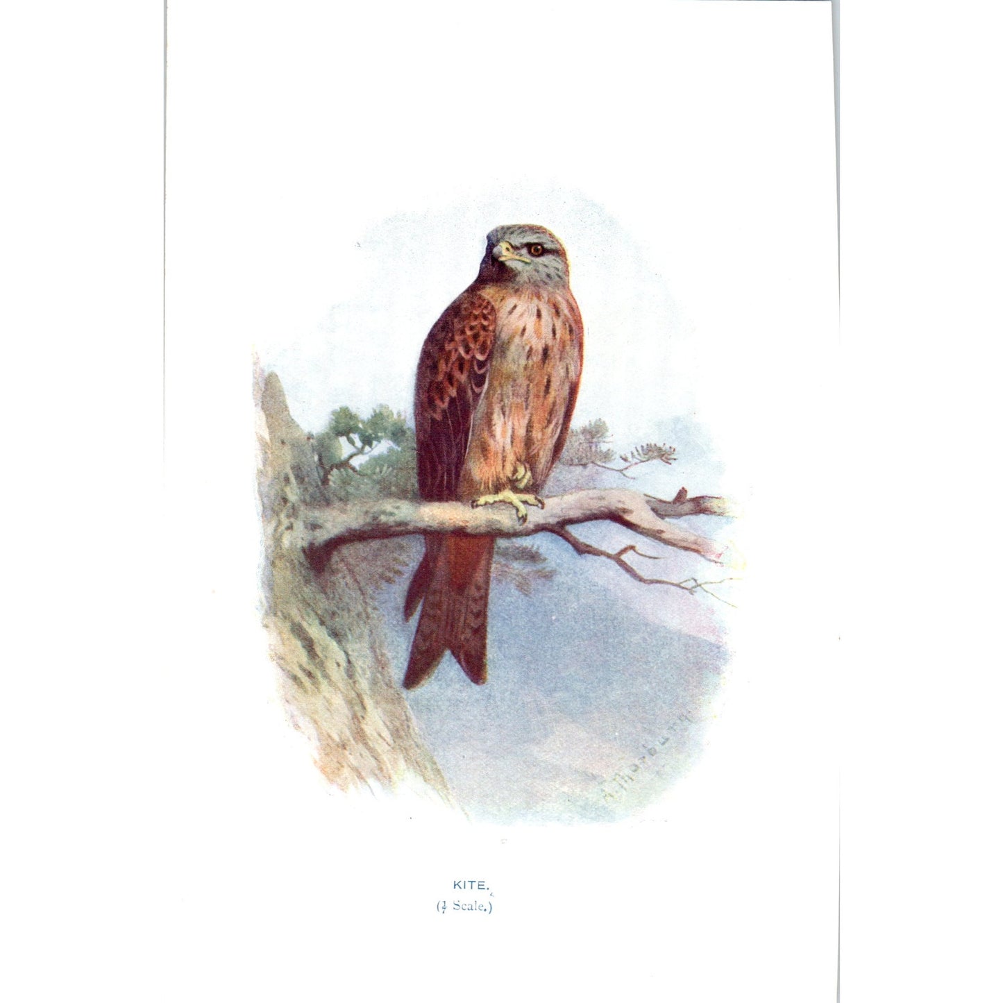 Kite Bird 1903 Original Color Engraving Plate Print AD8-B5