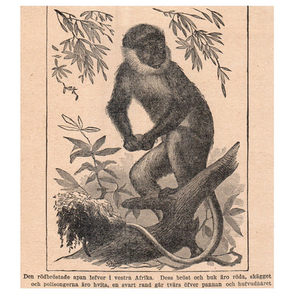 Red Bellied Red-breasted monkey West Africa 1909 Swedish Engraving Print AF5-15