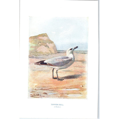 Common Gull Seagull Bird 1903 Original Color Engraving Plate Print AD8-B1
