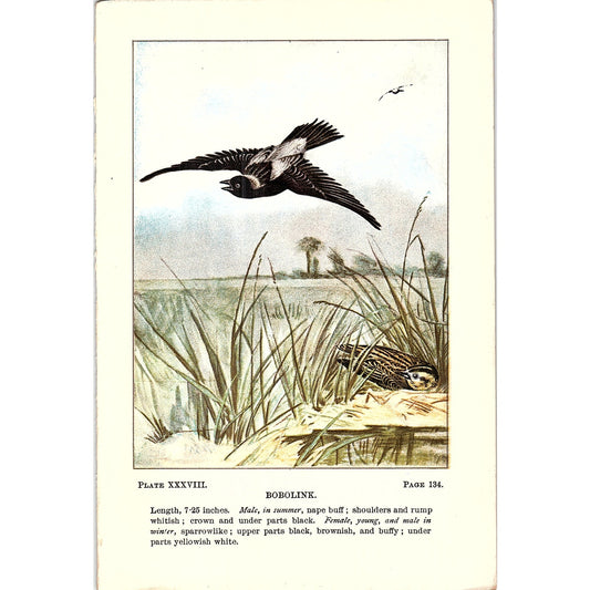 Bobolink Bird 1901 Original Color Engraving Plate AF3-11