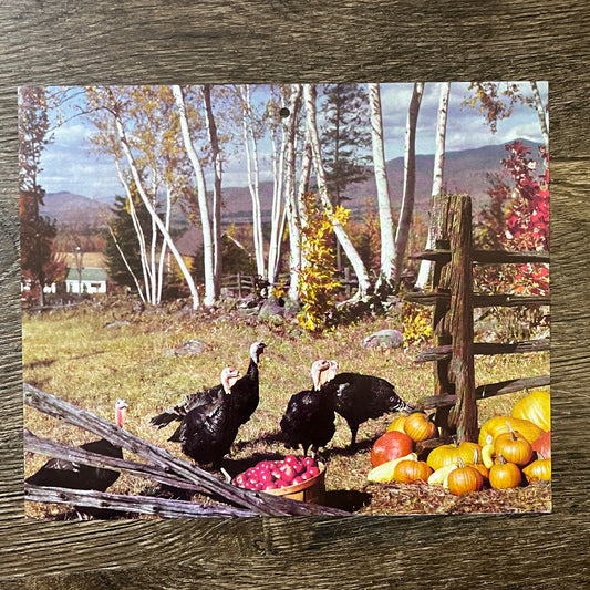 Retro Kitsch 1970s Thanksgiving Fall Turkeys Photo Print 8x10 Vintage Print V3