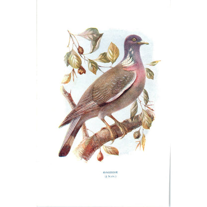 Ring Dove Ringdove Bird 1903 Original Color Engraving Plate Print AD8-B3