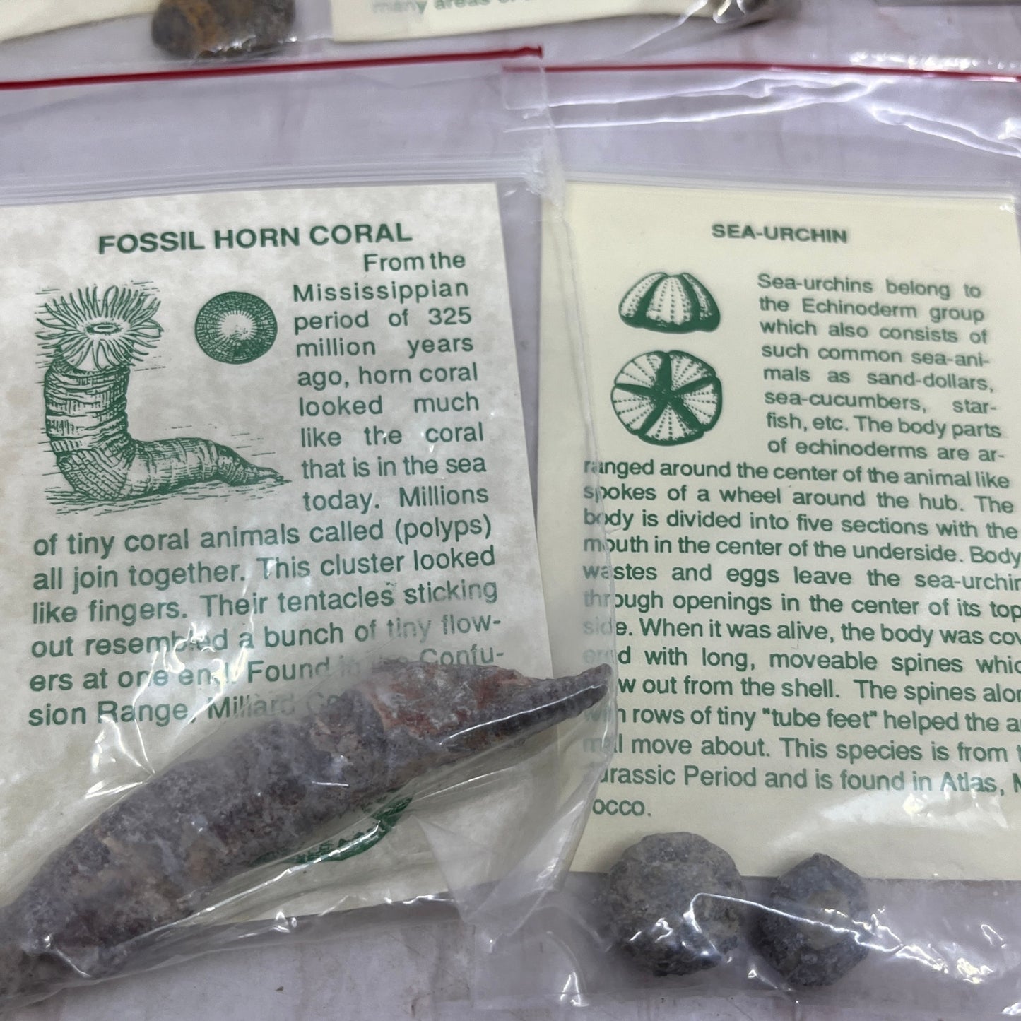 Set 11 Real Fossil Specimens w/ Identification Cards Pelecypod Dinosaur Bone TG7