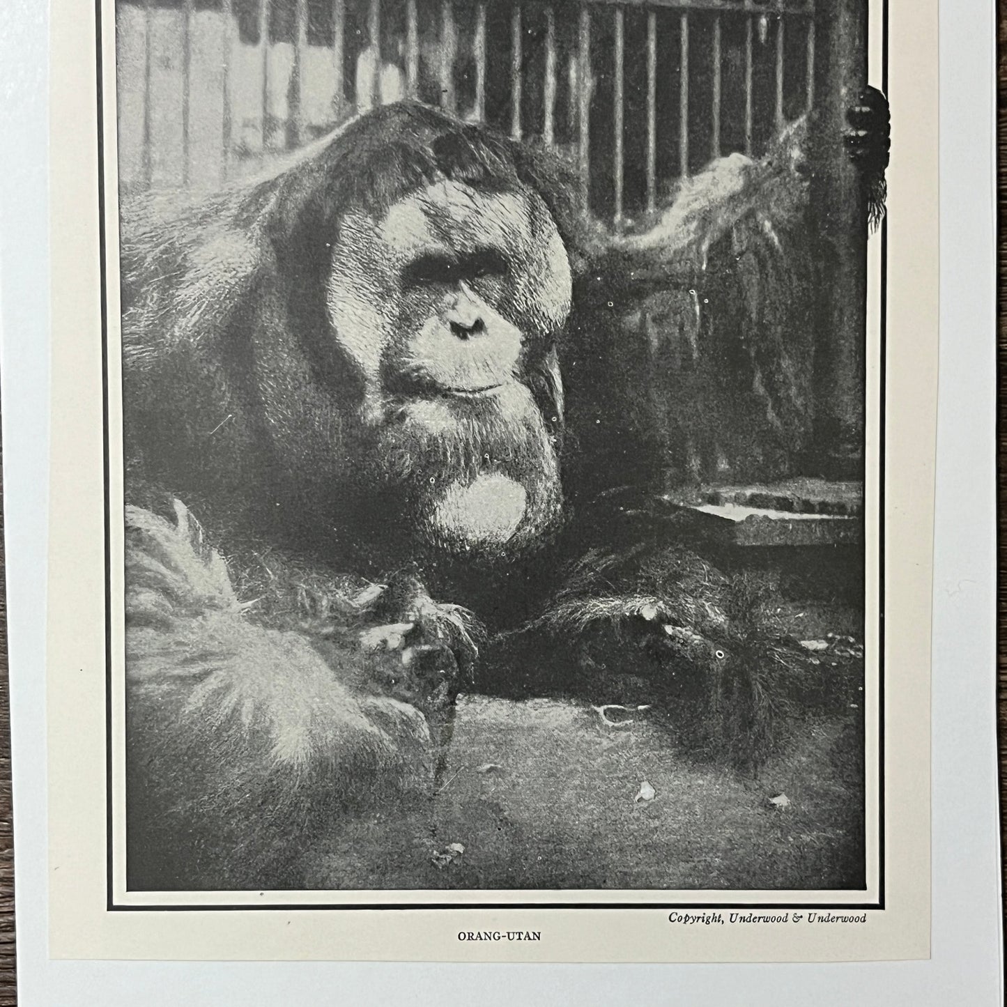 Orang-Utan Vintage Kitsch Black and White 6x8 Art Print V2