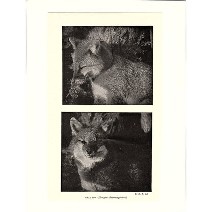 c1920 Gray Fox Photos by H.K. Job Vintage Art Print 5x8" V17