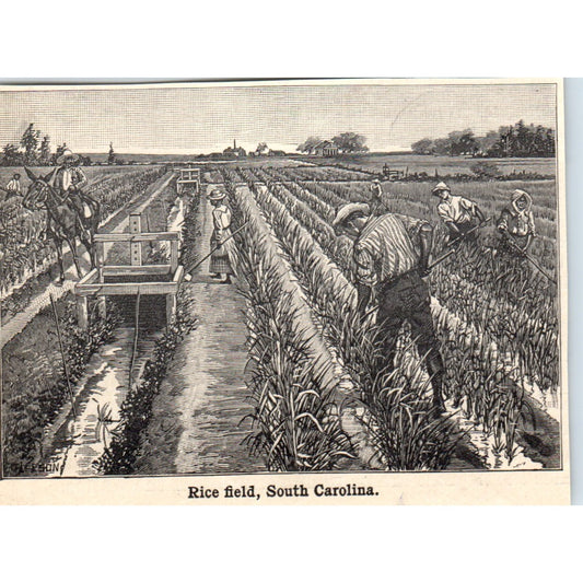 Rice Field in South Carolina 1901 Engraving AF2-O3