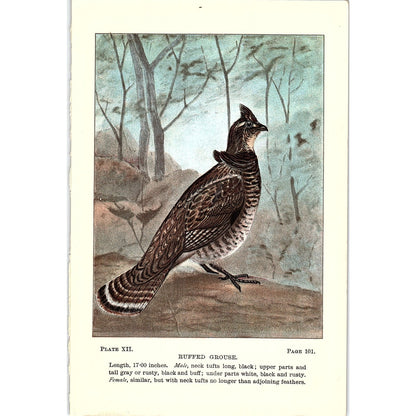 Ruffed Grouse Bird 1901 Original Color Engraving Plate AF3-12
