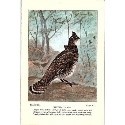 Ruffed Grouse Bird 1901 Original Color Engraving Plate AF3-12
