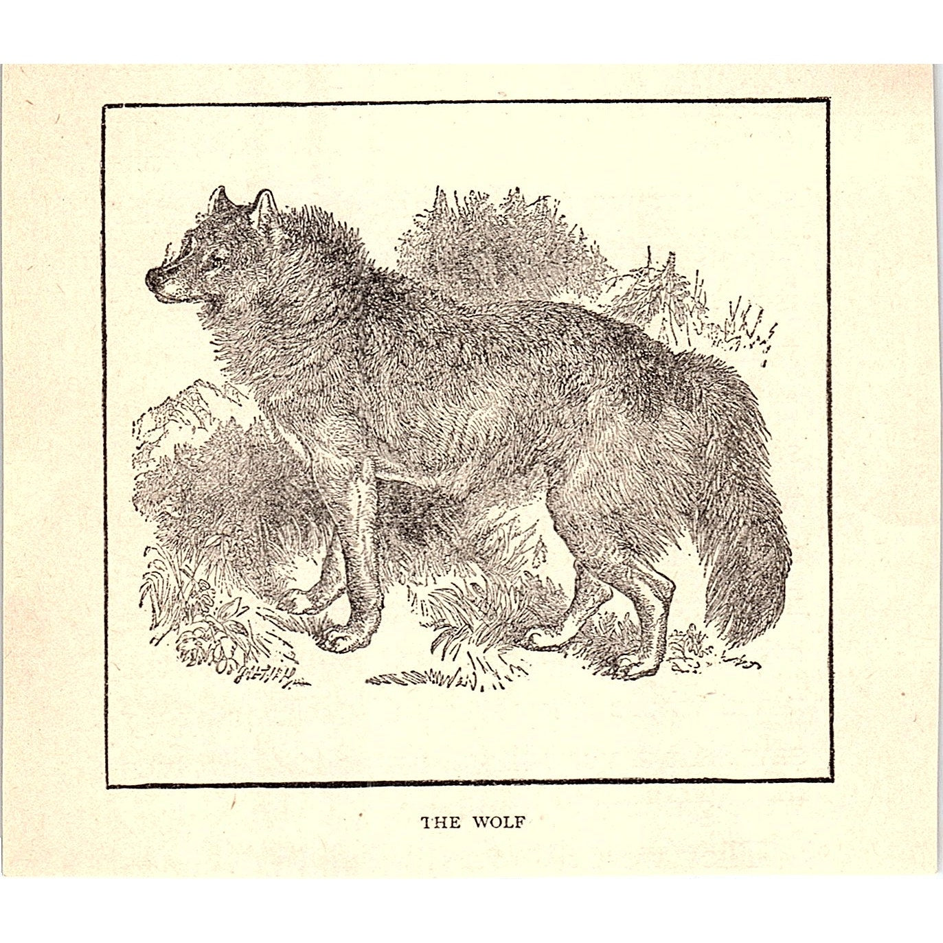 The Wolf 1902 Engraving Plate AF4-H2