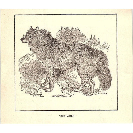The Wolf 1902 Engraving Plate AF4-H2