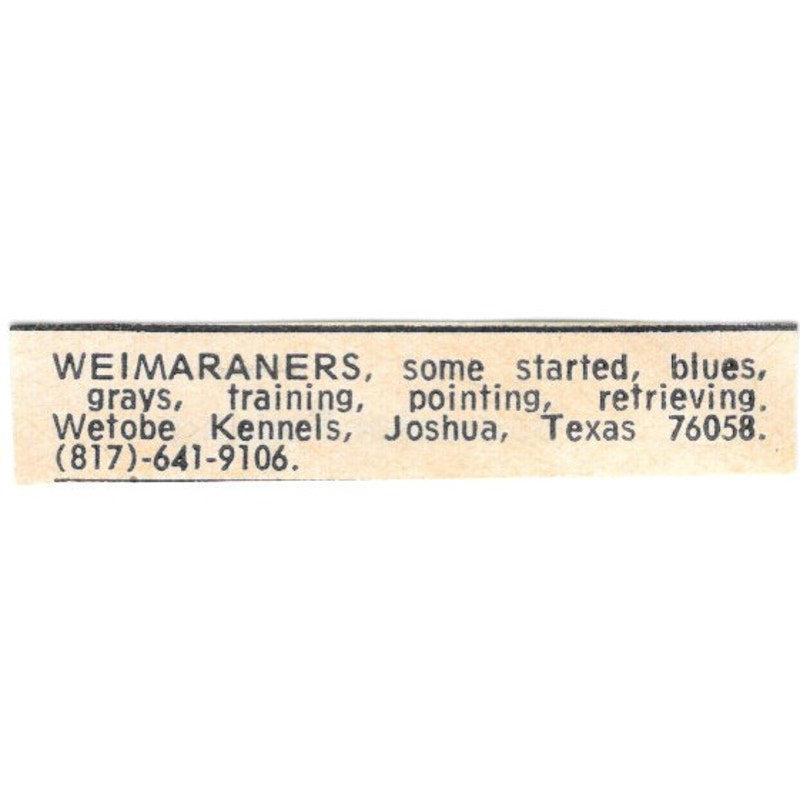 Wetobe Kennels Weimaraners Joshua TX 1977 Ad AF6-S6
