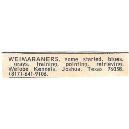 Wetobe Kennels Weimaraners Joshua TX 1977 Ad AF6-S6