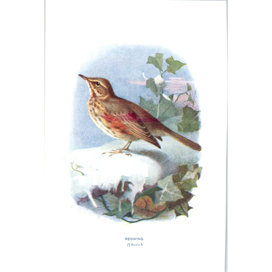 Redwing Bird 1903 Original Color Engraving Plate Print AD8-B5