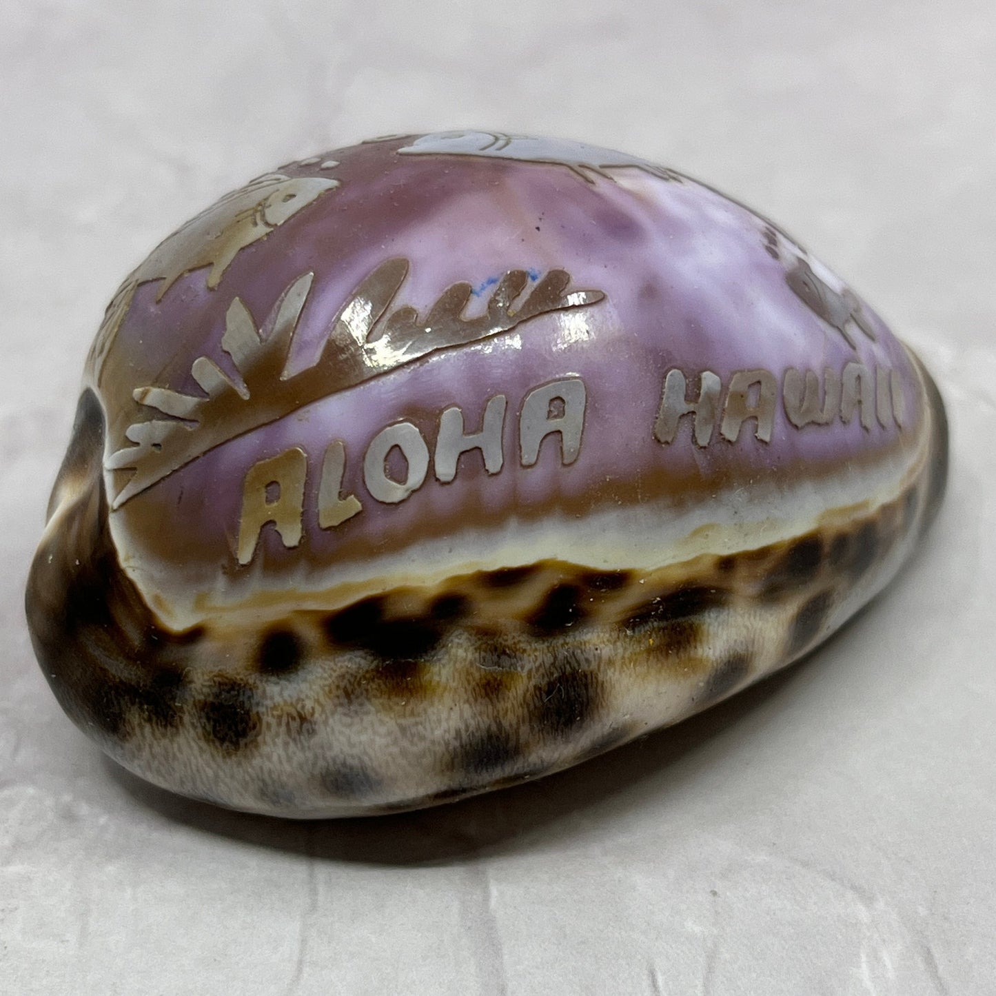 Vintage Hawaii Souvenir Carved Cowrie Shell Aloha Tiger Shell SB7