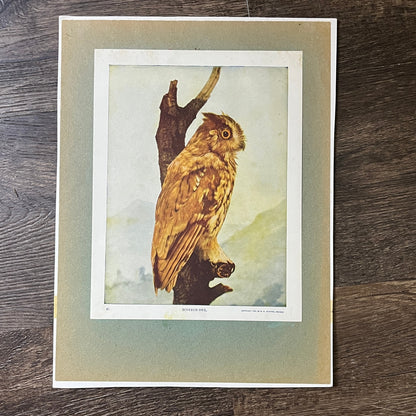 c1900 Original Screech Owl Audubon Print A.W. Mumford 9x12 Art Print V2