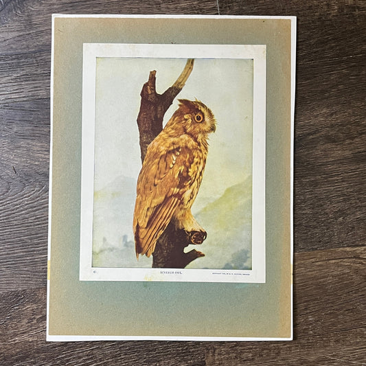 c1900 Original Screech Owl Audubon Print A.W. Mumford 9x12 Art Print V2
