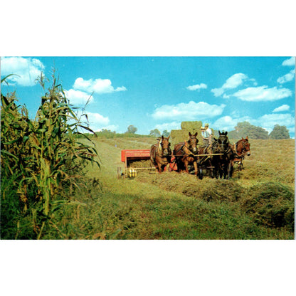 Amish Farmers Harvesting Hay Pennsylvania Dutch Country Postcard PD7