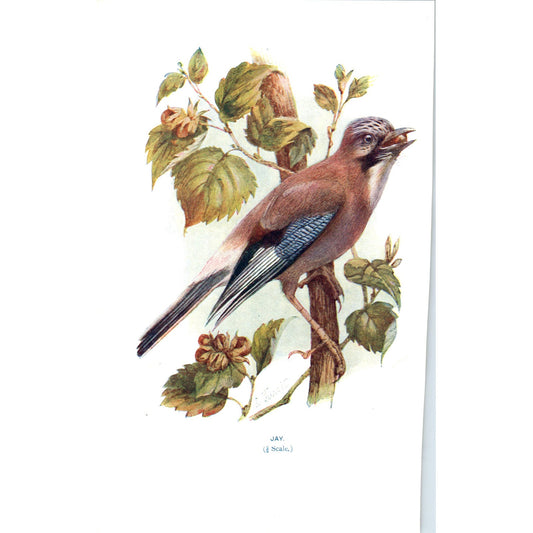 Jay Bird 1903 Original Color Engraving Plate Print AD8-B4