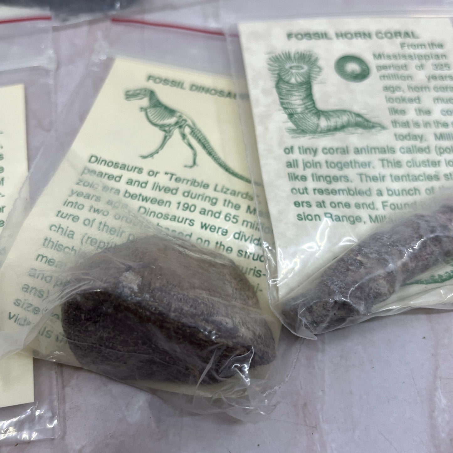 Set 11 Real Fossil Specimens w/ Identification Cards Pelecypod Dinosaur Bone TG7