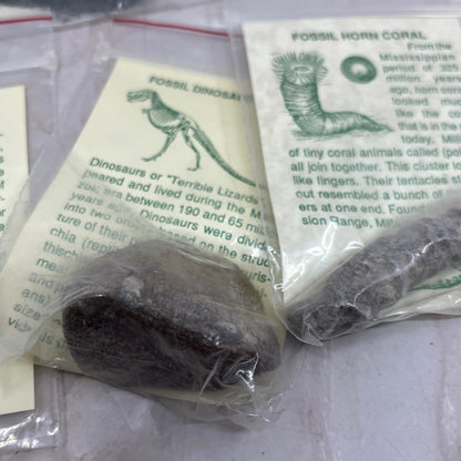Set 11 Real Fossil Specimens w/ Identification Cards Pelecypod Dinosaur Bone TG7