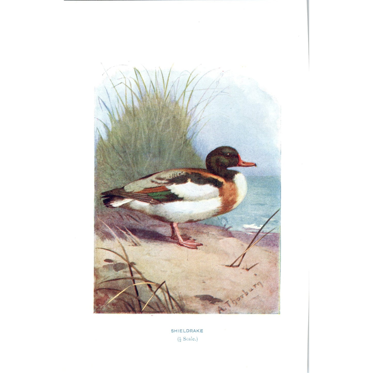 Shieldrake Bird 1903 Original Color Engraving Plate Print AD8-B5
